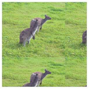 Tela Canguros australianos en pastizal verde,