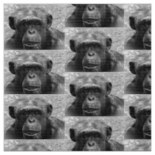 Tela Cara del chimpancé, gran carácter, blanco y negr