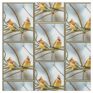 Tela Cedar Waxwing - Fotografía original