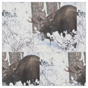 Tela Chilly Moose