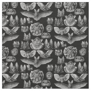 Tela Chiroptera 1904 de Haeckel
