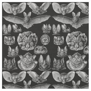 Tela Chiroptera Haeckel 1904