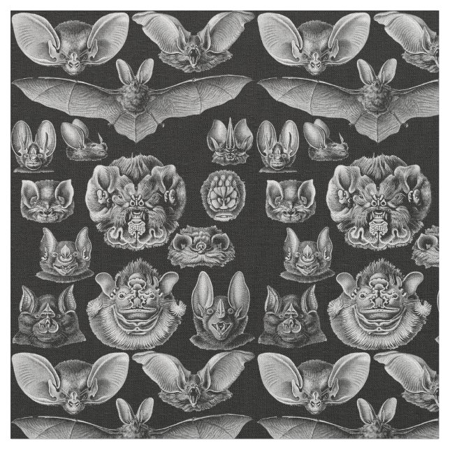 Tela Chiroptera Haeckel 1904 (De cerca)