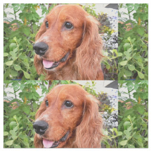 Tela cocker-spaniel-.png rojo