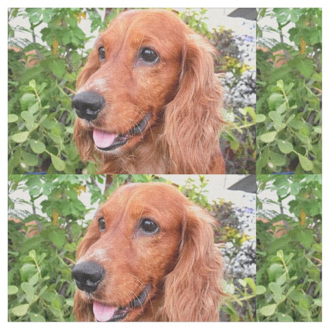 Tela cocker-spaniel-.png rojo (De cerca)