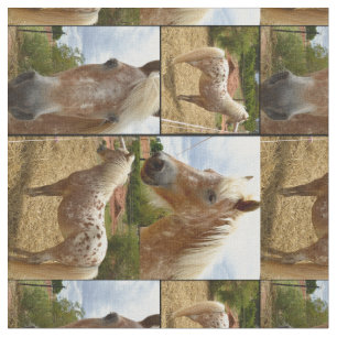 Tela Collage de fotos de Caballos de Appaloosa,