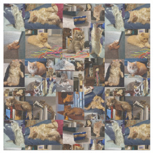 Tela Collage de fotos de gatitos,