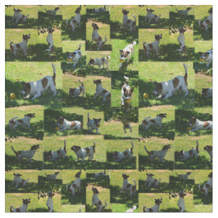 Tela Collage de fotos Fox Terrier,