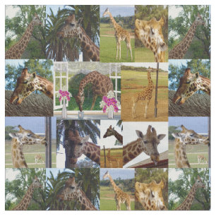 Tela Collage de fotos Giraffe,