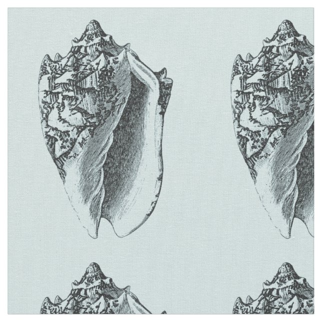 Tela Concha Shell de la aguamarina (De cerca)