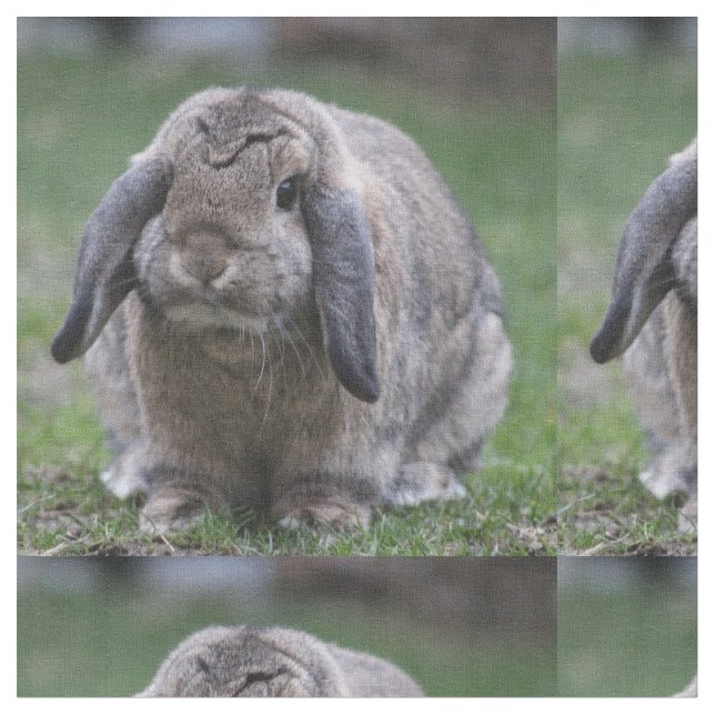 Tela conejito (De cerca)