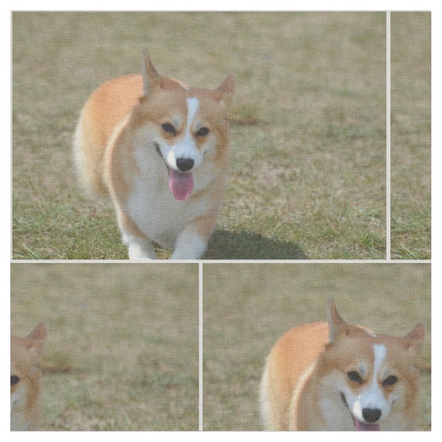 Tela Corgi feliz (De cerca)