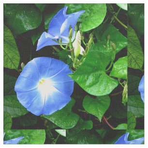 Tela Correhuela azul divina