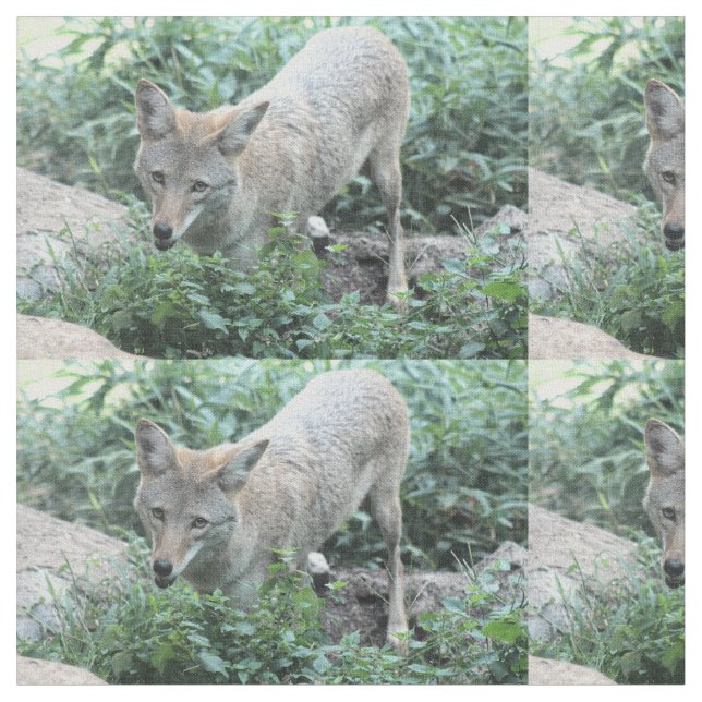 Tela Coyote (De cerca)