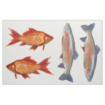 Cuarto colorido de la grasa de los pescados