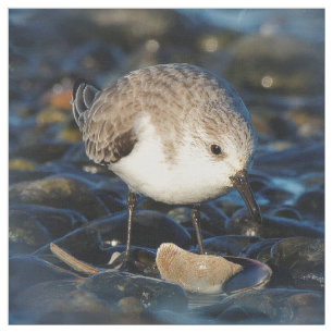 Tela Cuidada sanderling Sandpiper Shorebird come a clam