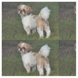 Tela Cutest Shih Tzu
