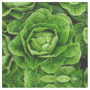 Tela de la foto de la lechuga romana