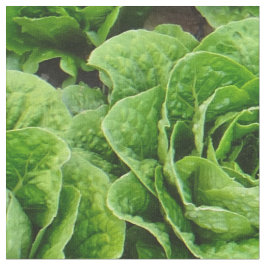 Tela de la foto del campo de la lechuga romana