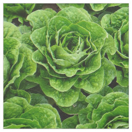 Tela de la foto del campo de la lechuga romana