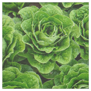 Tela de la foto del campo de la lechuga romana