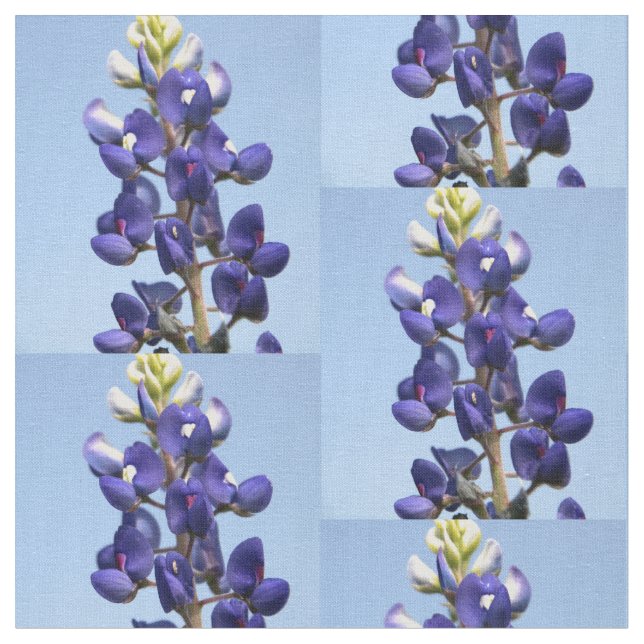 Tela del Bluebonnet de Tejas (De cerca)