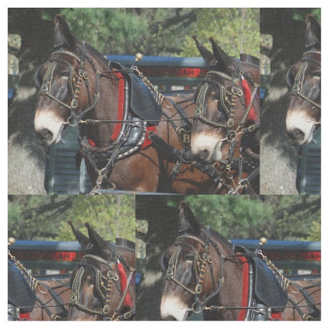 Tela días de la mula (De cerca)