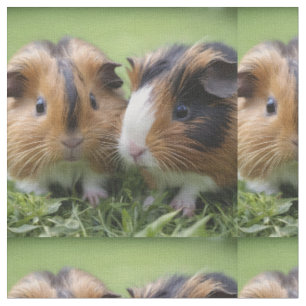Tela Dos bebés Tortoiseshell Cerdos de Guinea,