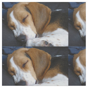 Tela el dormir del beagle