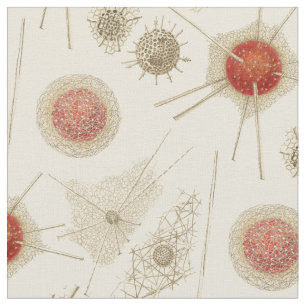 Tela El Radiolarian de Ernst Haeckel