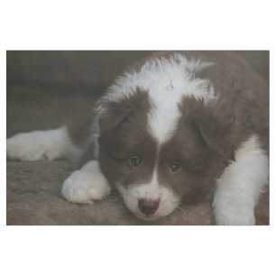 Tela El Sheepdog_islandés_20171201_by_JAMFoto