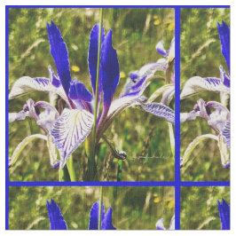Tela Elkhorn Mountain Iris