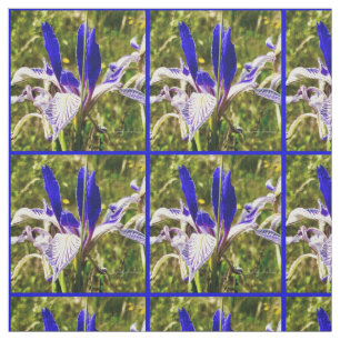 Tela Elkhorn Mountain Iris