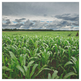 Tela En el campo de maíz