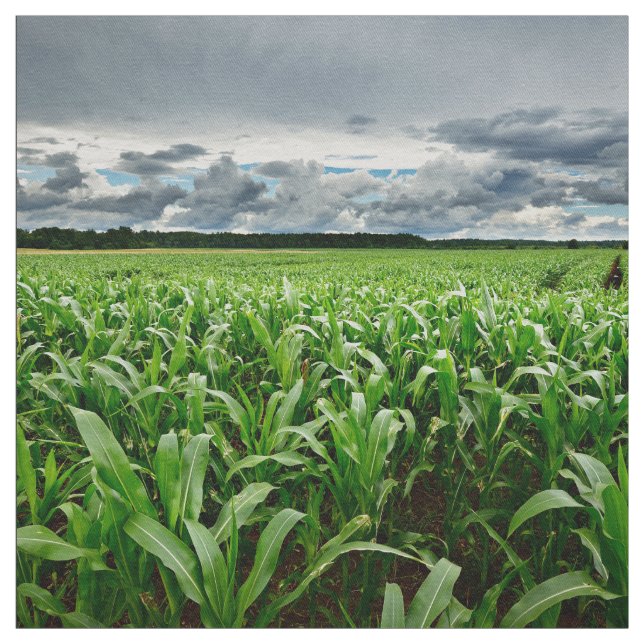 Tela En el campo de maíz (Retal)