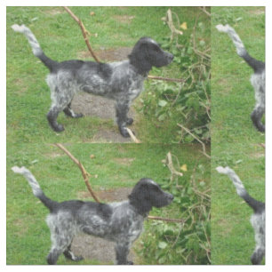 Tela english_cocker_spaniel melado negro full.png