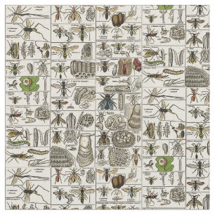 Tela Entomología del vintage