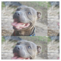 Feliz Staffordshire Bull Terrier,