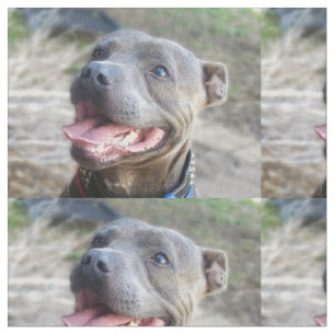 Tela Feliz Staffordshire Bull Terrier,