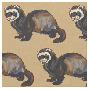 Tela ferret (Mustela putorius furo)