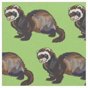 Tela ferret (Mustela putorius furo)