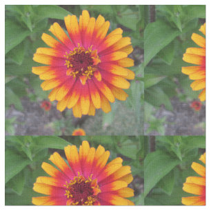 Tela Flor amarillo-naranja de oro del Zinnia