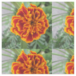 Tela Flor anaranjada de la maravilla