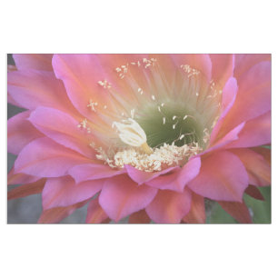 Tela Flor de cactus rosa en el desierto