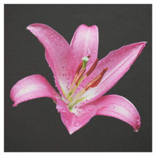 Tela Flor Elegante Lirio Oriental Rosa Lilium Stargazer