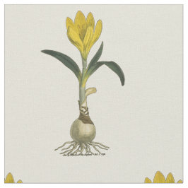 Tela Flor Jardín Botánico Amaryllis Tulip