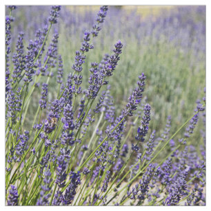 Tela Flores de la lavanda