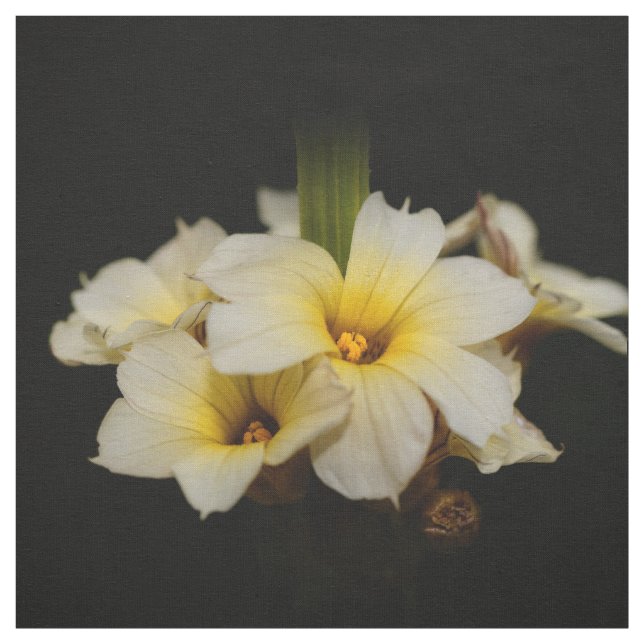 Tela Flores de satén elegantes en negro (Retal)