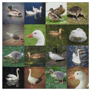 Tela Foto de perfil - Aves