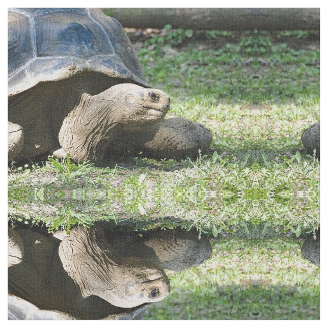 Tela Foto de Tortoise Wildlife (De cerca)